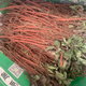 Freshly dug and sold fresh Shandong purple-flowered Salvia miltiorrhiza seedlings Salvia miltiorrhiza seedlings wholesale live seedlings 10 Salvia miltiorrhiza seedlings (small seedlings)