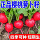 Qizhe Fruit Cherry Radish Seed Collection for Four Seasons Sowing White Radish and Carrot Seeds Balcony Potted Vegetable Seeds Fruit Cherry Radish Seeds 1 pack/300 capsules