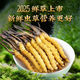 Peking Tongrentang Qualität [frisches Gras in der ersten Periode] 2025 Erste Stoppeln frischer Cordyceps Authentische Erste Periode trocken gebürstete Cordyceps 100 frische Cordyceps 1 Gramm/frische Cordyceps 20 Stücke mit 2 Portionen [kostenloser Versand von SF Express im Ursprung]