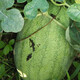 Xinhongbao watermelon seedlings extra large early maturing four-season disease-resistant green extra large sweet lazy watermelon seeds giant watermelon seedlings A Xinhongbao watermelon seeds 1 pack