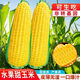 Sweet and crispy fruit corn big sticks, early maturing, fragrant and super sweet corn, eaten raw in the field for all seasons, high quality fruit corn seeds, newly planted in season - 2 packs, about 102 seeds