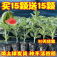 Watermelon seedlings grafted 8424 Extra Sweet Kirin Super Sweet Seedless Midu Watermelon Seedlings Potted Planting Watermelon Seedlings 2K Buy 4+2 (Real Harvest 6) + Fertilizer