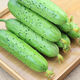 New varieties of fruit cucumbers are on the market for raw consumption. Four-season fruit seeds and vegetable seeds are new varieties for balcony planting. New varieties of crisp and sweet fruit cucumber seeds are about 50 capsules per pack.