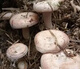 
The yield of pine mushrooms in Yunnan is higher than that of mushroom mushrooms and mushrooms. Pine mushrooms can be grown in flower pots. The new season's high-yield yellow pine mushrooms are produced. 678 mushroom strains are produced repeatedly + planting instructions