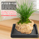 Stone flowerpot absorbent stone water stone original stone natural flowerpot with asparagus bamboo and calamus succulent plant micro landscape pot 13-17cm stone pot + tiger beard calamus package 2