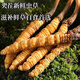 Fresh Cordyceps sinensis in the first period 2025 first stubble fine fresh Cordyceps is now dug. SF Express cold chain shipped for self-use on the same day. Tibet Nagqu fresh grass is 0.5-0.6 grams each. 20 pieces of 20 pieces