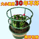 
Flower rack for home use, universal lazy crab claw orchid rack for lotus leaf guard rack for gardening potted plant splicing, easy installation [selected materials, random splicing] grab 153 pieces, essential flowers growers丨[3 layers, 18 pieces] can be stacked 8 layers