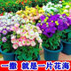 Lisianthus Flower Seeds Thornless Rose Seeds Indoor and Outdoor Flower Seeds Mixed Color Flower Seeds for Four Seasons Sowing Romantic Sea of Flowers Mixed Color Lisianthus Seeds New Seeds of the Season 3 Packs of Approximately 928 Capsules Blooming in All Seasons