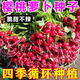 Qizhe Fruit Cherry Radish Seed Collection for Four Seasons Sowing White Radish and Carrot Seeds Balcony Potted Vegetable Seeds Fruit Cherry Radish Seeds 1 pack/300 capsules