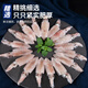 Haidingji puree ship-frozen sea rabbit net weight 900g pen tube squid seafood barbecue hot pot without water retaining agent New Year's Day