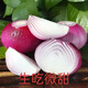 [Manger cru légèrement sucré] gansu jiuquan purppe oignon fraîche oignon rouge 5 Jin [Jin est égal à 0,5 kg] Végétables bon marché pour l'élimination du formaldéhyde, Onion de sélection de haute qualité 13586 Single 5 Jin [Jin est égal à 0,5 kg]