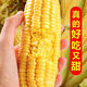 Sweet and crispy fruit corn big sticks, early maturing, fragrant and super sweet corn, eaten raw in the field for all seasons, high quality fruit corn seeds, newly planted in season - 2 packs, about 102 seeds