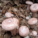 
The yield of pine mushrooms in Yunnan is higher than that of mushroom mushrooms and mushrooms. Pine mushrooms can be grown in flower pots. The new season's high-yield yellow pine mushrooms are produced. 678 mushroom strains are produced repeatedly + planting instructions