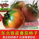 Qizhe's authentic fruit, strawberry tomato seeds, super sweet iron-barrel tomato seeds, balcony field spring and autumn planting, iron-barrel strawberry tomato seeds, 2 packs/200 grains, scattered