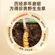 紫蓝花海【西藏那曲】正宗野生冬虫夏草新干虫草高端滋补礼盒送父母长辈 【西藏那曲甄选】野生·5条/g 10克装