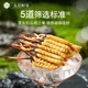 Ayishe Fresh Cordyceps sinensis 1,0G/50 Wurzeln frischer Cordyceps sinensis [gerade Haare an der Quelle]