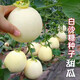 Qizhe Super Sweet White Sugar Melon Seed Super Sweet Early Melon Ripe Seed White Honey Melon Can High Yield Sweet Sugar Melon Seed Fruit All Seasons White Sugar Honey Melon Seed Trial Pack 5