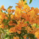 1,158 people have praised the bougainvillea seeds that bloom frequently in all seasons and are authentic Brazilian rare varieties of climbing vines with three double petals. Angus bougainvillea seeds 20 capsules