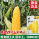 Sweet and crispy fruit corn big sticks, early maturing, fragrant and super sweet corn, eaten raw in the field for all seasons, high quality fruit corn seeds, newly planted in season - 2 packs, about 102 seeds
