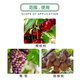 Cui Ya 50% cyanamide aqueous solution grape cherry tree kiwi fruit growth regulating pesticide plant growth regulator 1000ml