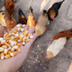 Dried corn kernels for feeding chickens, ducks, geese, pigeons, food, feed, wine, making nests, fishing bait, farmhouse corn kernels, yellow corn 10Jin Jin is equal to 0.5 kilograms of corn kernels
