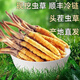 Fresh Cordyceps sinensis first stubble fresh grass genuine large size 2025 head fresh grass SF Express cold chain origin directly shipped Tibet fresh Cordyceps 0.6-0.7 grams each pack of 100 pieces