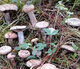 
The yield of pine mushrooms in Yunnan is higher than that of mushroom mushrooms and mushrooms. Pine mushrooms can be grown in flower pots. The new season's high-yield yellow pine mushrooms are produced. 678 mushroom strains are produced repeatedly + planting instructions