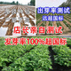 Haihua No. 1 Peanut Seed Academy of Agricultural Sciences New Variety Shelled Thin Shell Large Peanut Seeds Thin Shell Peanut Seeds Original Academy of Agricultural Sciences 5Jin Jin equals 0.5kg (unpacked in bulk)