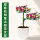 Paigadin Sun Flower Stand Shape Bracket monocylace à double couche