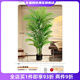 Wen Shiou's simulated green plants, high-end light luxury sunflower, floor-standing potted plants, fake flower trees, indoor living room decoration ornaments, bionic plants, 2.0m sunflower, elegant black pot 1 1 replica