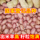 Pukehua No. 22 is a high-yielding peanut seed with a higher fruit oil content than rice. It is highly resistant to drought and floods. Directly from the manufacturer.