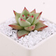 Runhuanian succulent paving stones, small colored stones, flower pots, green plants, white stones, colorful stone potted plants, flower growing stones, decoration, 2 Jin Jin is equal to 0.5 kg, Da Bai + 1 Jin Jin is equal to 0.5 kg, Da Cai (suitable for large pots)