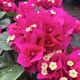 1,158 people have praised the bougainvillea seeds that bloom frequently in all seasons and are authentic Brazilian rare varieties of climbing vines with three double petals. Angus bougainvillea seeds 20 capsules