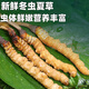 正品2025头期草新鲜冬虫夏草头茬虫草0.8克/根鲜虫草顺丰冷链发货 西藏鲜草每根0.5克50条送3条