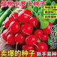 Qizhe Fruit Cherry Radish Seed Collection for Four Seasons Sowing White Radish and Carrot Seeds Balcony Potted Vegetable Seeds Fruit Cherry Radish Seeds 1 pack/300 capsules
