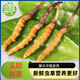 2025年头期鲜草新鲜冬虫夏草正品鲜虫草天然鲜虫草营养滋补送礼 西藏鲜草0.5-0.6克/条 20条送1条 冬虫夏草  顺丰发货