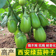 Shop Green Canned Eggplant Seeds Four Seasons Vegetables Green Eggplant Green Skin Cold-resistant Spring and Autumn Vegetables Green Round Eggplant Seeds Selected New Seeds 1 Pack of Approximately 188 Seeds Easy to Plant