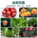 Nutrient solution plant universal flower fertilizer fortune tree rich bamboo green dill hydroponic potted household flower flower fertilizer universal concentrated type 500 ml bottle