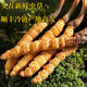 Fresh Cordyceps sinensis first stubble fresh grass genuine large size 2025 head fresh grass SF Express cold chain origin directly shipped Tibet fresh Cordyceps 0.6-0.7 grams each pack of 100 pieces
