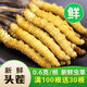 Peking Tongrentang Qualität [frisches Gras in der ersten Periode] 2025 Erste Stoppeln frischer Cordyceps Authentische Erste Periode trocken gebürstete Cordyceps 100 frische Cordyceps 1 Gramm/frische Cordyceps 20 Stücke mit 2 Portionen [kostenloser Versand von SF Express im Ursprung]