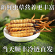 Fresh Cordyceps sinensis in the first period 2025 first stubble fine fresh Cordyceps is now dug. SF Express cold chain shipped for self-use on the same day. Tibet Nagqu fresh grass is 0.5-0.6 grams each. 20 pieces of 20 pieces
