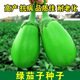 Shop Green Canned Eggplant Seeds Four Seasons Vegetables Green Eggplant Green Skin Cold-resistant Spring and Autumn Vegetables Green Round Eggplant Seeds Selected New Seeds 1 Pack of Approximately 188 Seeds Easy to Plant