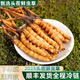 2025 frischer Cordyceps Kopfperiode Authentische frische Cordyceps -Auswahl an frischem Gras und Gras SF Express Kaltkette Produktion Direktes Haar. Jeder tibetische frische Cordyceps ist 1,6-1,8 Gramm und 10 Stücke 10 Stücke