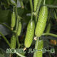 New varieties of fruit cucumbers are on the market for raw consumption. Four-season fruit seeds and vegetable seeds are new varieties for balcony planting. New varieties of crisp and sweet fruit cucumber seeds are about 50 capsules per pack.