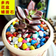 Runhuanian succulent paving stones, small colored stones, flower pots, green plants, white stones, colorful stone potted plants, flower growing stones, decoration, 2 Jin Jin is equal to 0.5 kg, Da Bai + 1 Jin Jin is equal to 0.5 kg, Da Cai (suitable for large pots)