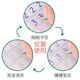 MPPMCK新款儿童凹槽练字帖英语字母数字拼音描红本幼儿园幼小衔接控笔训练本 豪华20本套餐 加20芯2杆2握
