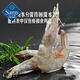 Member s Mark Raw frozen large shrimps imported from Thailand 908g (contains about 31-40 shrimps per pound)