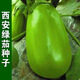 Shop Green Canned Eggplant Seeds Four Seasons Vegetables Green Eggplant Green Skin Cold-resistant Spring and Autumn Vegetables Green Round Eggplant Seeds Selected New Seeds 1 Pack of Approximately 188 Seeds Easy to Plant