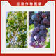 Huizun Huazhi Huizun 5% indole butyric acid naphthalene acetic acid poplar grape regulating rooting and growth regulator soluble agent 10g
