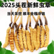 2025 frischer Cordyceps Kopfperiode Authentische frische Cordyceps -Auswahl an frischem Gras und Gras SF Express Kaltkette Produktion Direktes Haar. Jeder tibetische frische Cordyceps ist 1,6-1,8 Gramm und 10 Stücke 10 Stücke